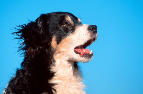 Interracial dog