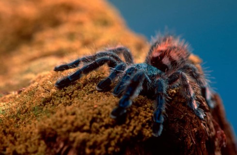 Tarantula Spider, juvenile (Avicularia versicolor), Martinique tree spider, juvenile changing