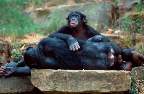 Bonobos (Pan paniscus), young and resting male