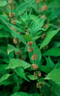 Spreading pellitory (Parietaria judaica)