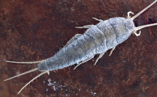Silverfish (Lepisma saccharina) in dorsal view