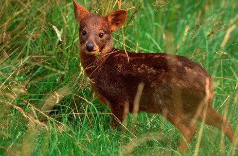 Southern Pudu, calf (Pudu pudu), Suedpudu, Jungtier, Südlicher Pudu, Südpudu, animals, Saeugetiere,