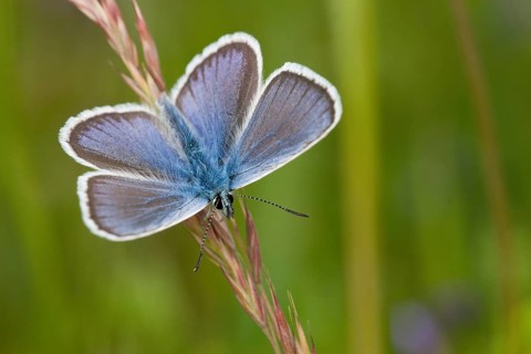Silver-studded blue (Plebejus argus) male, North Rhine-Westphalia, Germany, Europe