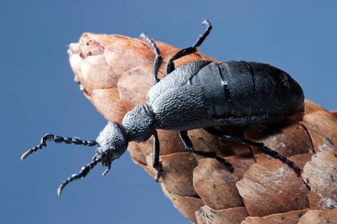 Black-blue oil beetle (Meloe proscarabeus), Germany, Europe