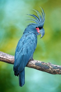 Palm Cockatoo (Probosciger atterimus)