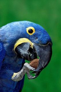 Hyacinth Macaw (Anodorhynchus hyacinthinus) eating Brazil nut, hyacinth macaw eating Brazil nut