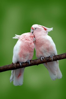 Major Mitchell's major mitchell's cockatoo (Cacatua leadbeateri), pair, care, Leadbeater's Cockatoo