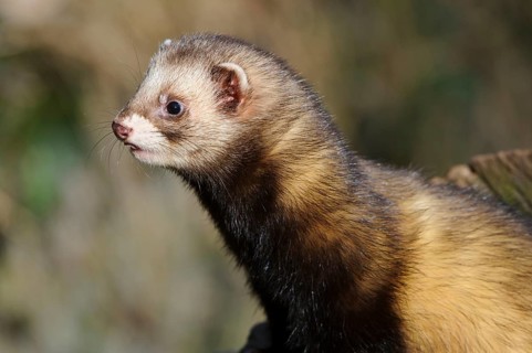 European polecat (Mustela putorius) (Putorius putorius)