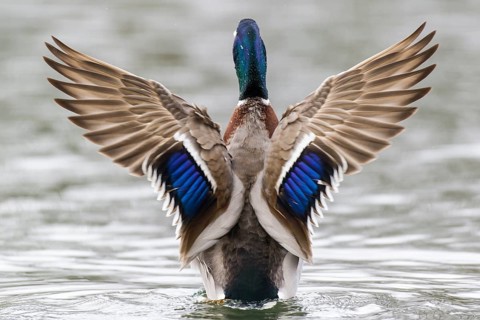Mallard (Anas platyrhynchos) drake, Lower Saxony, Germany, Europe