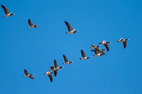 Barnacle geese (Branta leucopsis) Lower Saxony, Germany, Europe