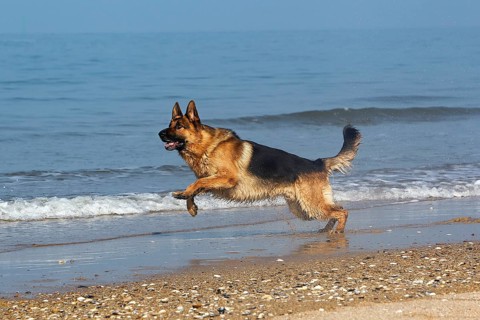 German Shepherd, Male running on Beach in Normandy