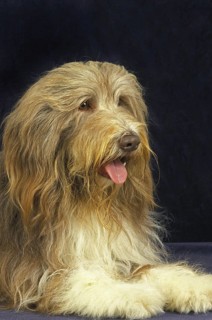 Bearded Collie, Adult laying against Black Background