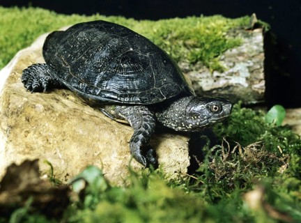 European Pond Turtle (emys orbicularis)