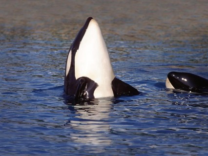 Killer Whale (orcinus orca), Adult Spy Hopping, Channel near Orca's Island