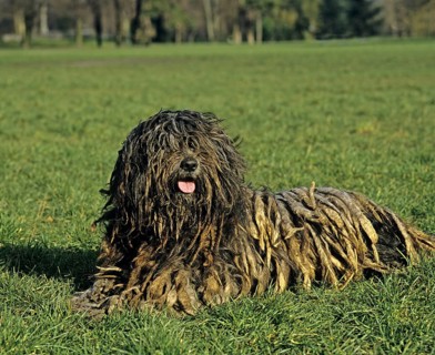 Bergamo Sheepdog or Bergamo Sheepdog, adult, lying on grass