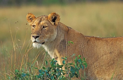 African Lion (panthera leo), Female, Masai Mara Park in Kenya