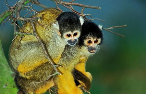 Squirrel Monkey (saimiri sciureus)
