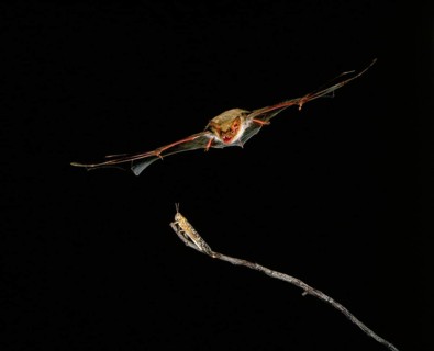 Mouse-Eared Bat (myotis myotis), Adult in Flight, Catching Grasshopper