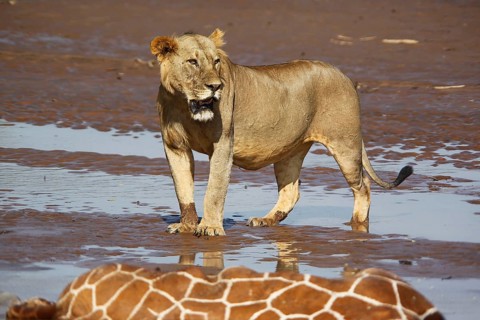 African Lion (panthera leo), Young Male Eating Reticulated Giraffe Stuck and Drown in River,