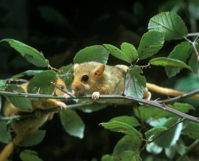 COMMON DORMOUSE (muscardinus avellanarius), ADULTS STANDING ON BRANCH