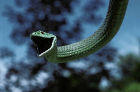 Spotted Bush Snake, philothamnus semivariegatus, Adult hanging from Branch with Open Mouth