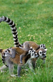 Ring Tailed Lemur (lemur catta), Female with Baby on Back