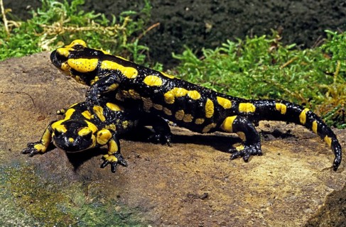FIRE SALAMANDER (salamandra salamandra)