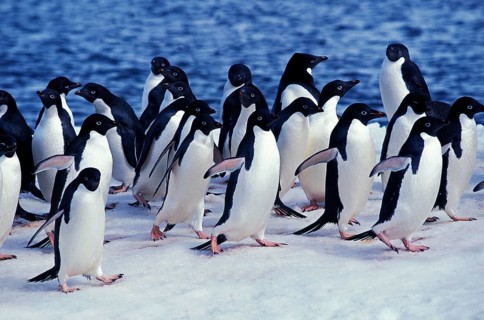 ADELIE PENGUIN (pygoscelis adeliae), COLONY ON PAULET ISLAND, ANTARTICA