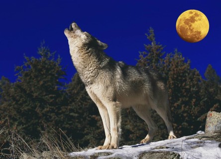 EUROPEAN WOLF (canis lupus), ADULT BAYING AT THE MOON