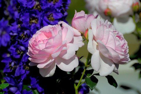 Shrub Rose with (Delphinium) in the Garden