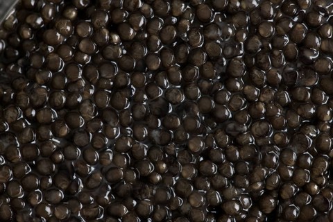 CAVIAR, STURGEON