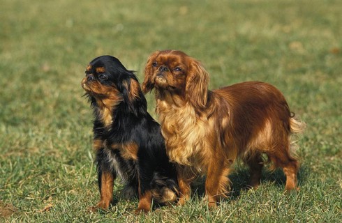 King Charles Spaniel Dog