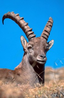 Alpine ibex (Capra ibex), Bernese Oberland () (alps) (Europe) (mountains) (mountains) (mammals)