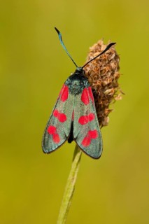 Six-spot burnet (Zygaena filipendulae), Rhineland-Palatinate Germany