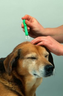 Mongrel dog, tick is removed