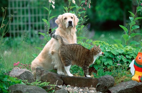 Golden Retriever and Domestic Cat