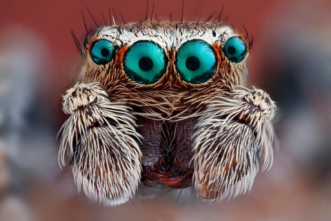 Close-up of a Jumping spider (Salticidae) with their big characteristic main eyes