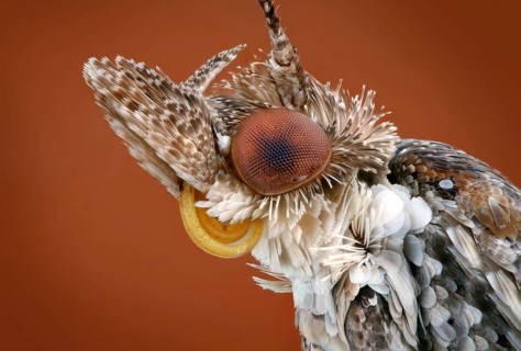 Portrait of a 5 mm large moth (Tineidae)