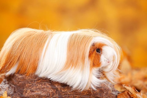 Peruvian guinea pig, red and white