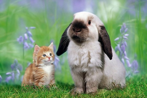 Schopfohr dwarf rabbit and kitten