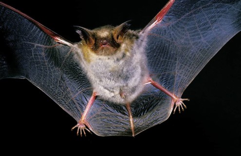 Greater mouse-eared bat (myotis myotis), adult in flight