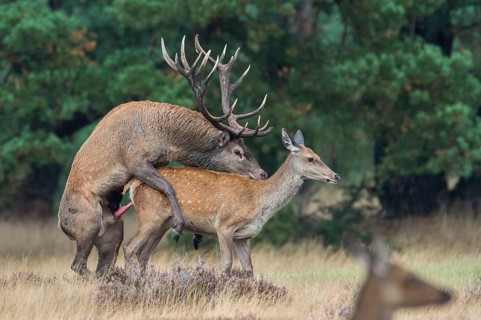 Red deer (Cervus elaphus) , Hooge Veluwe National Park, Gelderland, Netherlands