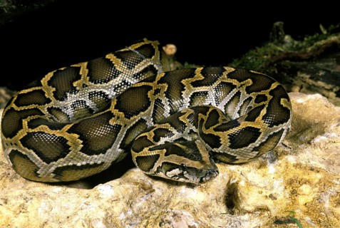 Indian Python (python molurus)