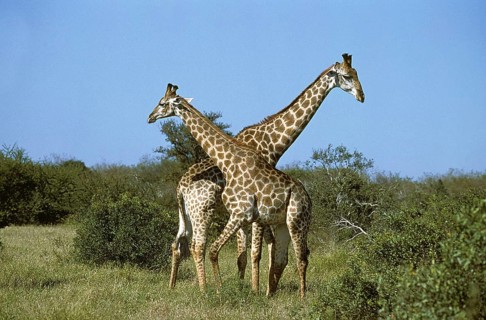Masai Giraffe (giraffa camelopardalis tippelskirchi), Adults in the Bush, Kenya, Africa