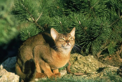 ABYSSINIAN DOMESTIC CAT, ADULT