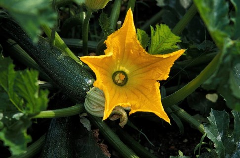 Long Courgette or Long Zucchini (cucurbita pepo), with Flower