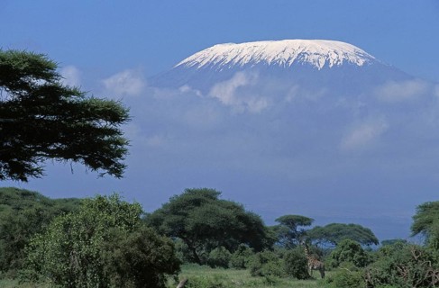 Masai Giraffe (giraffa camelopardalis tippelskirchi) and Kilimandjaro Mountain, Tanzania, Africa