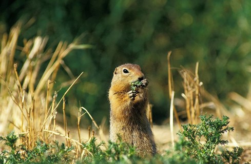 Black-Tailed Prairie Dog (cynomys ludovicianus), Adult standing on Hind Legs, Eating Grass