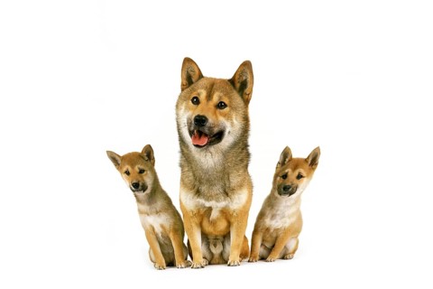 Shiba Inu Dog, Male with Pup sitting against White Background