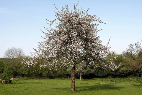 Blooming Cider Apple Tree (malus domestica), Normandy